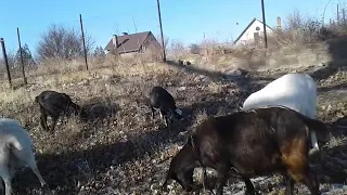 Можно ли зимой гулять с козами?🐐