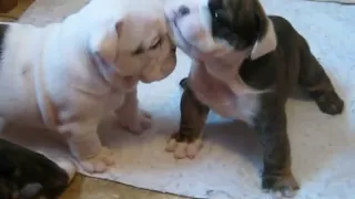 4 week old English bulldog pups trying to walk and play