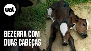 Bezerra nasce com duas cabeças, mas não sobrevive, no interior do ES