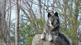 Beautiful Black Wolf Sings