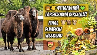 Фінальний гарбузовий вікенд / Final Pumpkin Weekend