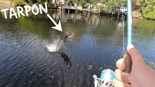 INSANE TARPON MADNESS!!