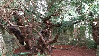 The oldest tree in Great Britain, the yew tree in Fortingall, Scotland