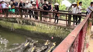 Fishing alligators