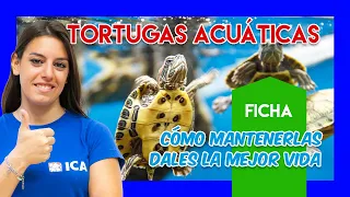 Tortugas acuáticas para principiantes - Tortuguero ideal, mantenimiento básico y cuidados adecuados