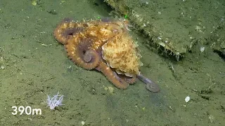 Seafloor Swarming, Crawling, and Camouflaging in Greater Farallones NMS | Nautilus Live