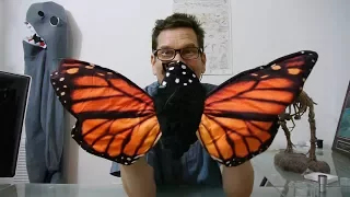 Folkmanis' transforming monarch puppet is the coolest!