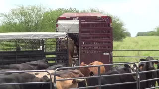 South Texas Cattle at the LHK Ranch (drop-off)