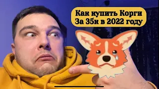 Как и где купить корги в 2022 году?