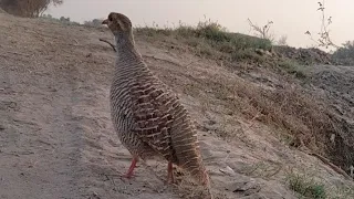 jungali teetar titur ki awaaz birds of prey teetar ki awaaz bird sanctuary songbird teetar ki boli