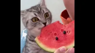 Cats 🐱 eyes when he realizes the red part of watermelon 🍉 Is the  yummy part!
