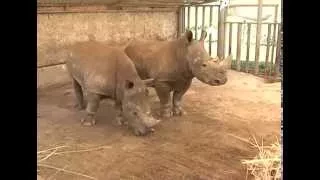 Белые носороги в Старооскольском зоопарке