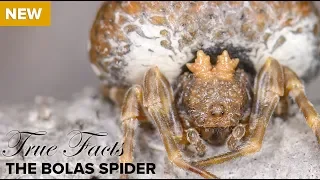 True Facts: The Bolas Spider