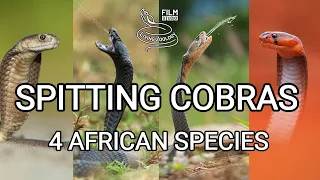 Deadly venomous spitting cobras, best wild snake action, Red, Mozambique, Black-necked, Ashe's