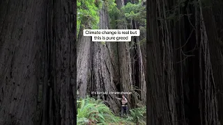 Old growth redwood forest vs Second growth tree plantations the difference’s