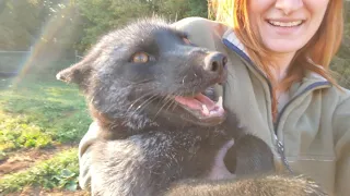 Ruby fox gets rescued