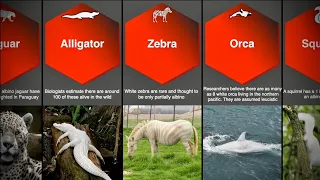 A-Z of Albino Animals - Most Beautiful White Animals in the World