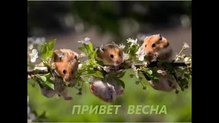 Марина Александрова # Привет, Весна# Вера и Геннадий Ковтун..