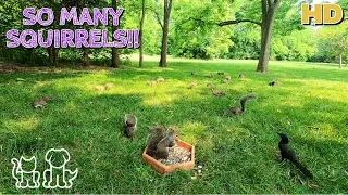 Cat & Dog TV | SO MANY SQUIRRELS!!! 🐿| Entertainment for Pets 🐕🐈🦜 & their People 🧍‍♀️🧍‍♂️|