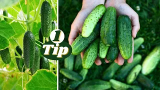 How To Prune Cucumber Plants,Grow Cucumbers Not Leave | Cucumber ke 1G Aur 3G Cutting karain