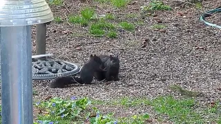 Mother Squirrel and Kit.  Just in time for mother's day!