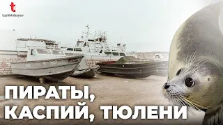 Как ищут пиратов в Каспийском море. Тюлени, браконьеры, моряки