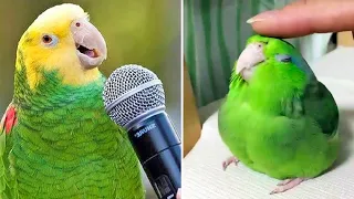 Smart And Funny Parrots Parrot Talking Videos Compilation (2022) - Cute Birds #6