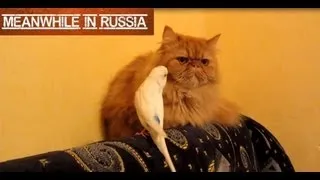 Parrot Relentlessly Annoying Cat