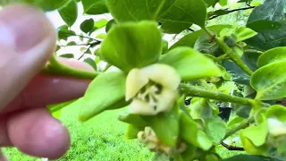 Persimmon update: 5/19/24 Already  have Persimmon Flowers - another good year??