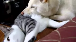 犬、ネコ枕する。