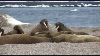 Walrus and Polar Bears of Svalbard