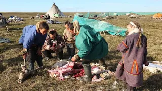 north nomads sacrifice the reindeer. rituals far from civilization