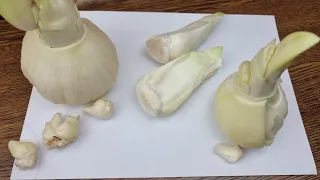 детки гиппеаструмов, разделение двойной луковицы и нормальная  - Candy nymph и две tres chick