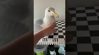 I feed My Pet Seagull & He Feeds His Babies!!