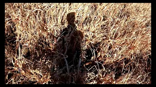 Nine month old German Shorthaired Pointer pheasant hunting