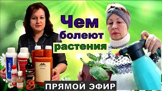 НЕ дадим вам запутаться! Как и чем лечить растения? Садовый практикум с @cvetochnye_mechty