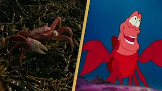 Under The Sea Mashup - (1989 Original and 2023 Remake)