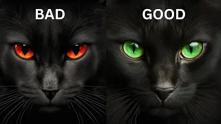 Are Black Cats Bad Luck or Good Luck? (Hint: History Plays a Role)