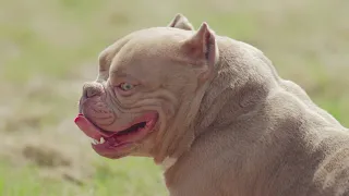 American Bully Promotional Video