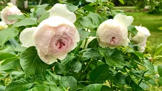 Троянда Герцогиня Крістіана в моєму саду /Rose Herzogin Christiana in my garden 2023