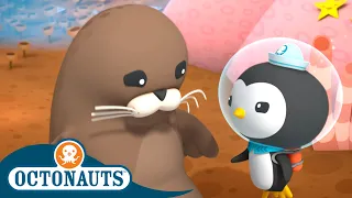 Octonauts - The Harbour Seals | Cartoons for Kids | Underwater Sea Education