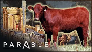 The Red Heifer Prophecy: Jerusalem's End Of Days Mystery | Naked Archaeologist | Parable