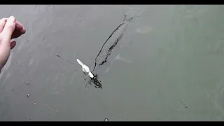 A pike off the surface on a Savage Gear 3D Bat.