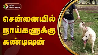 #JUSTIN | நாய் உரிமையாளர்கள் கவனத்திற்கு... | rottweiler dog bite issue | PTT