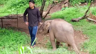 Thai Elephant, Chiang Mai