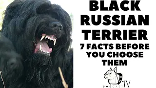 Before you buy a dog -  BLACK RUSSIAN TERRIER - 7 facts to consider! DogCastTV!