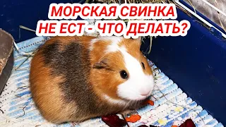 Что делать если морская свинка не ест (корм, сено, овощи) и не пьет воду?