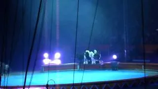 Circus Act Funny Poodles with Clowns