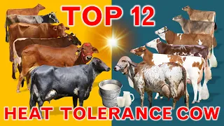 Top 12 Heat Tolerance Dairy Cow Breeds in the World |  Hot Climate