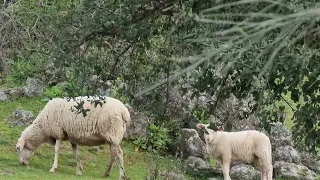 Que estrañas están hoy las ovejas